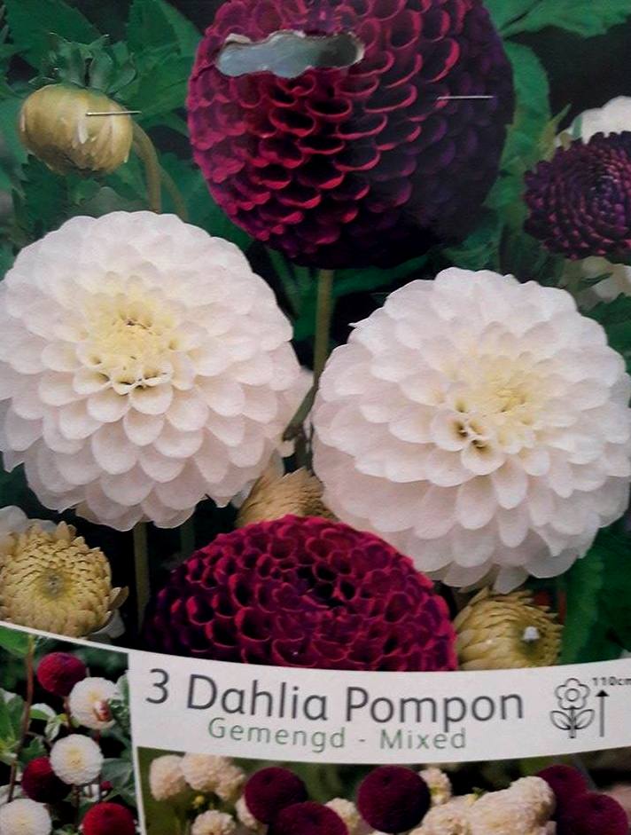Далия Pompom  (W&V)